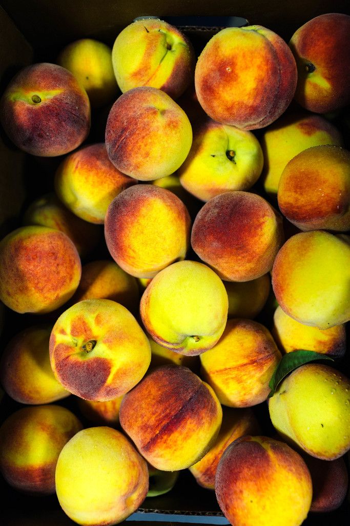 Apples, grown in the orchard (dacha), surpass seeds in various advantages. Let's delve into the benefits and debunk the myths surrounding them.