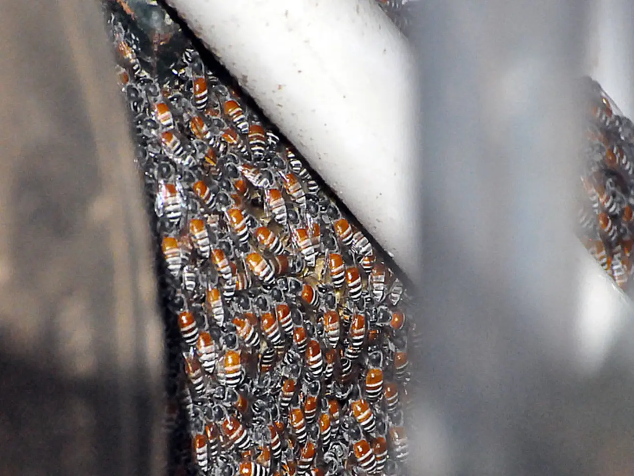 Comparing Honeys for Optimal Health: Investigating Their Health Benefits