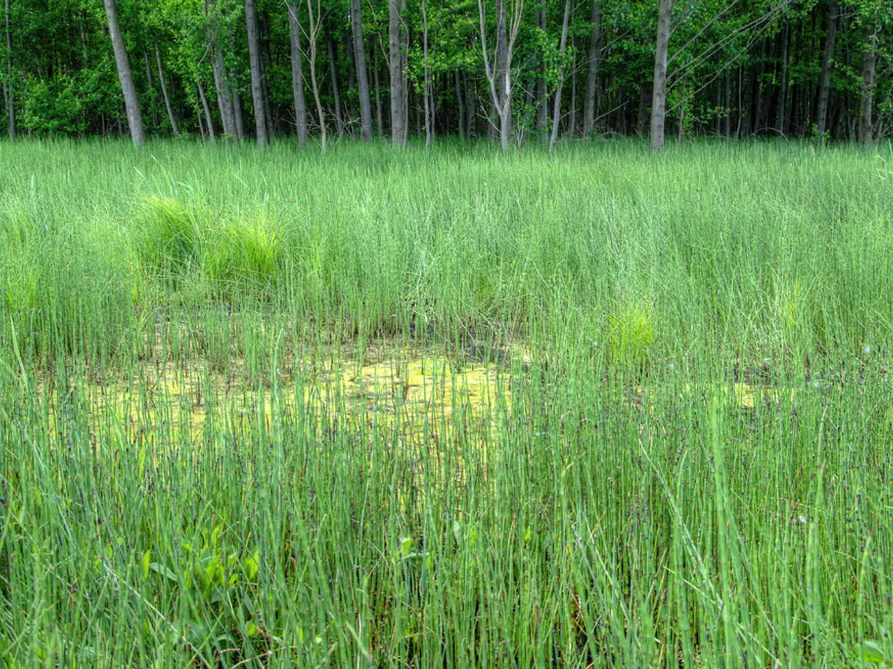 Considerations to Keep in Mind Before Launching a Hops Farming Venture