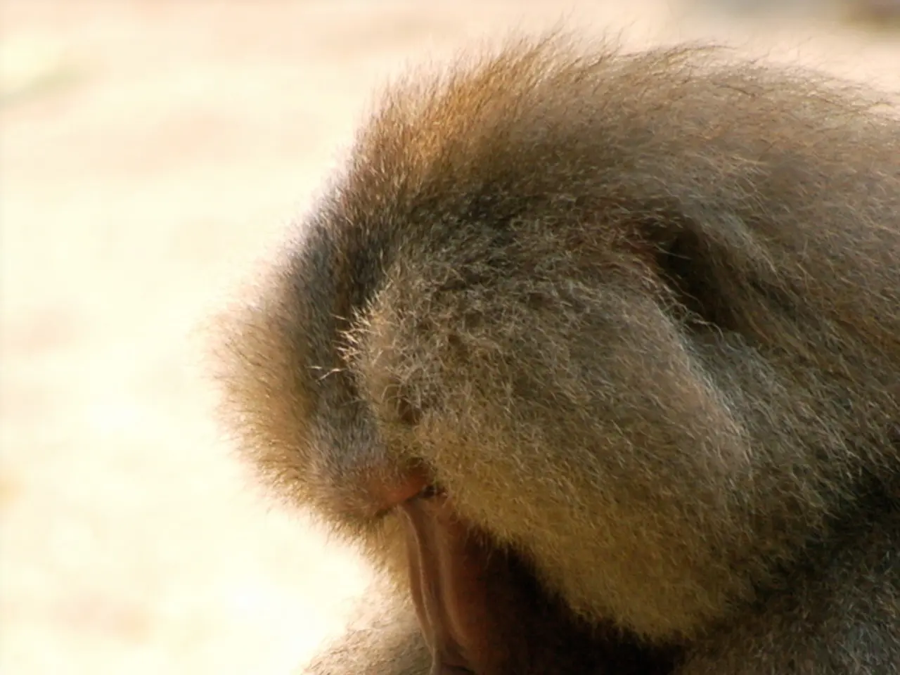 Orangutans Return to Slumber After Waking Up