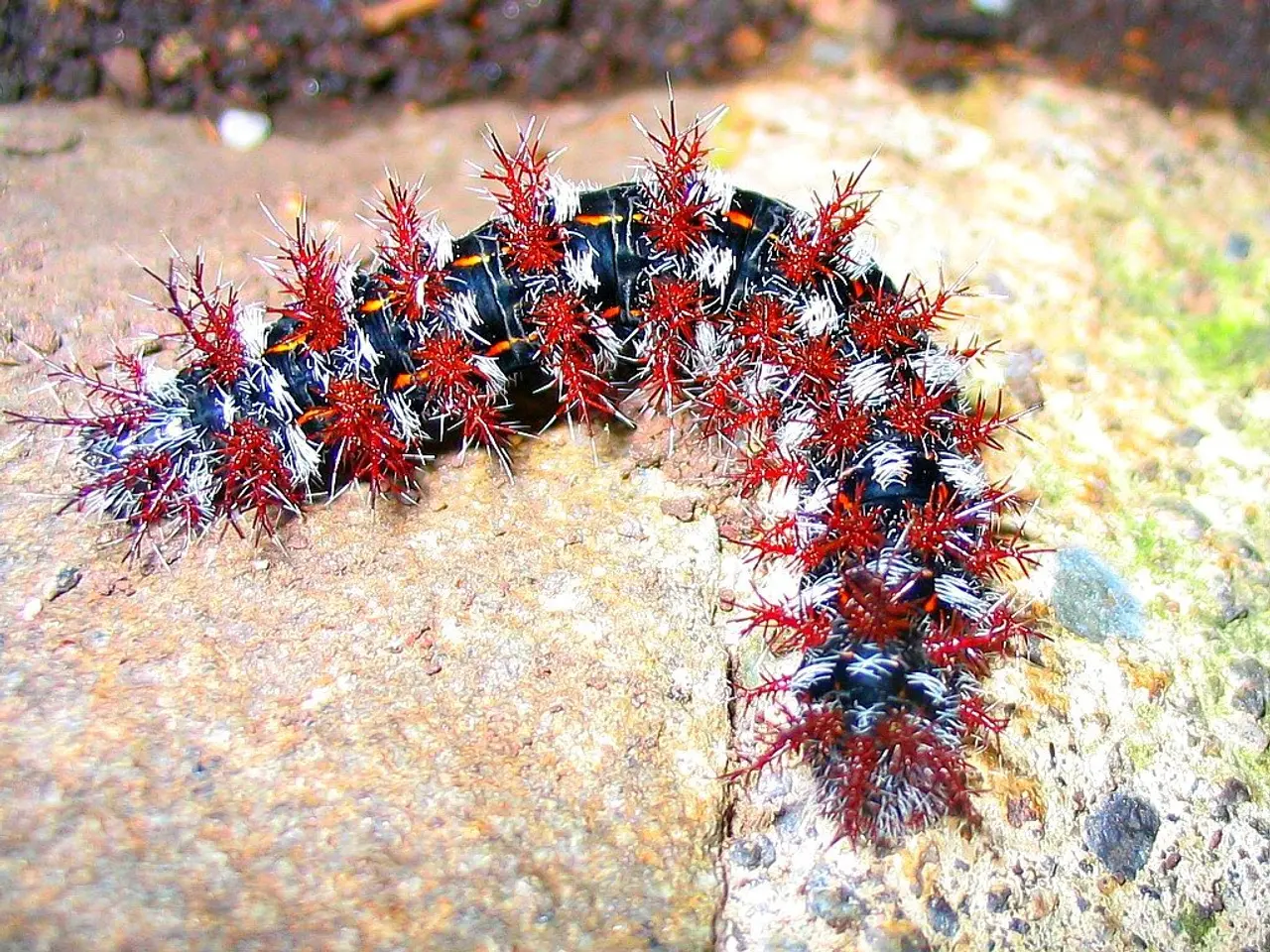 City resident Aalener expresses anger: "Nest removal is necessary"