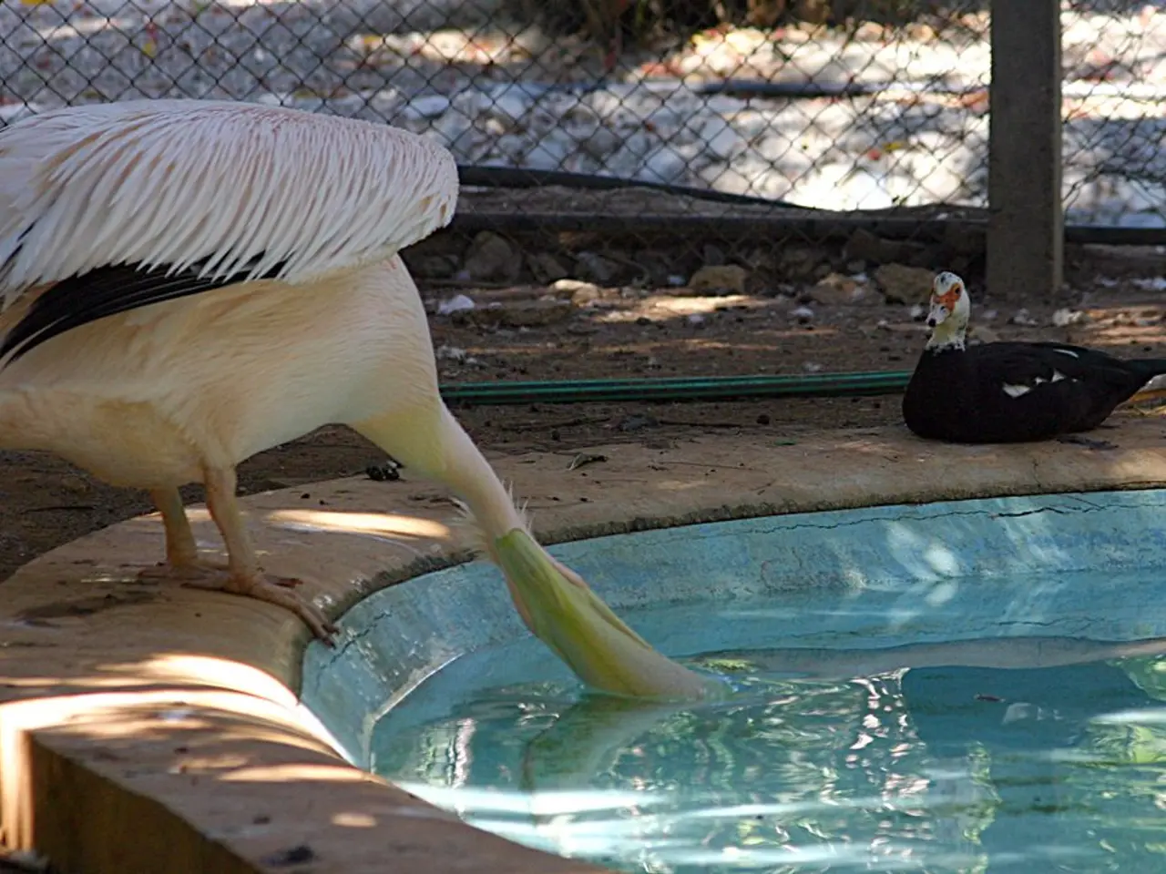 In Mecklenburg-Vorpommern, the semi-aquatic rodents known as Nutria could potentially pose a threat...