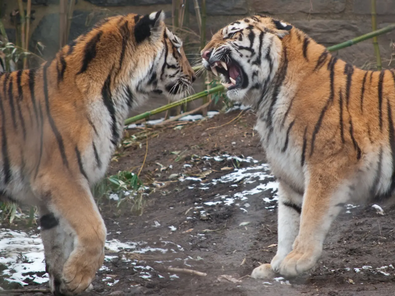 Mosquitoes of the Asian Tiger species are anticipated to persist in spreading across North...