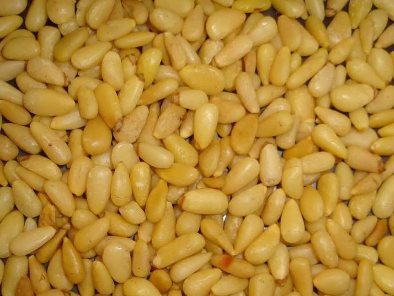 Corn Foliage Fungal Disease in the North