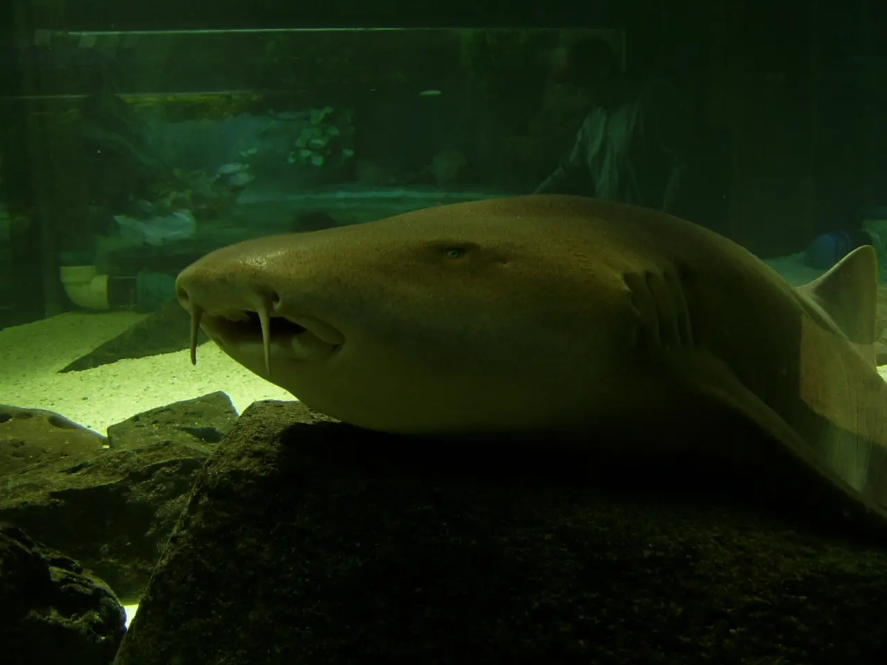 Fish Tank Testing: Identifying Essential Parameters to Check (Reason For) in Tank-Only and Reef...