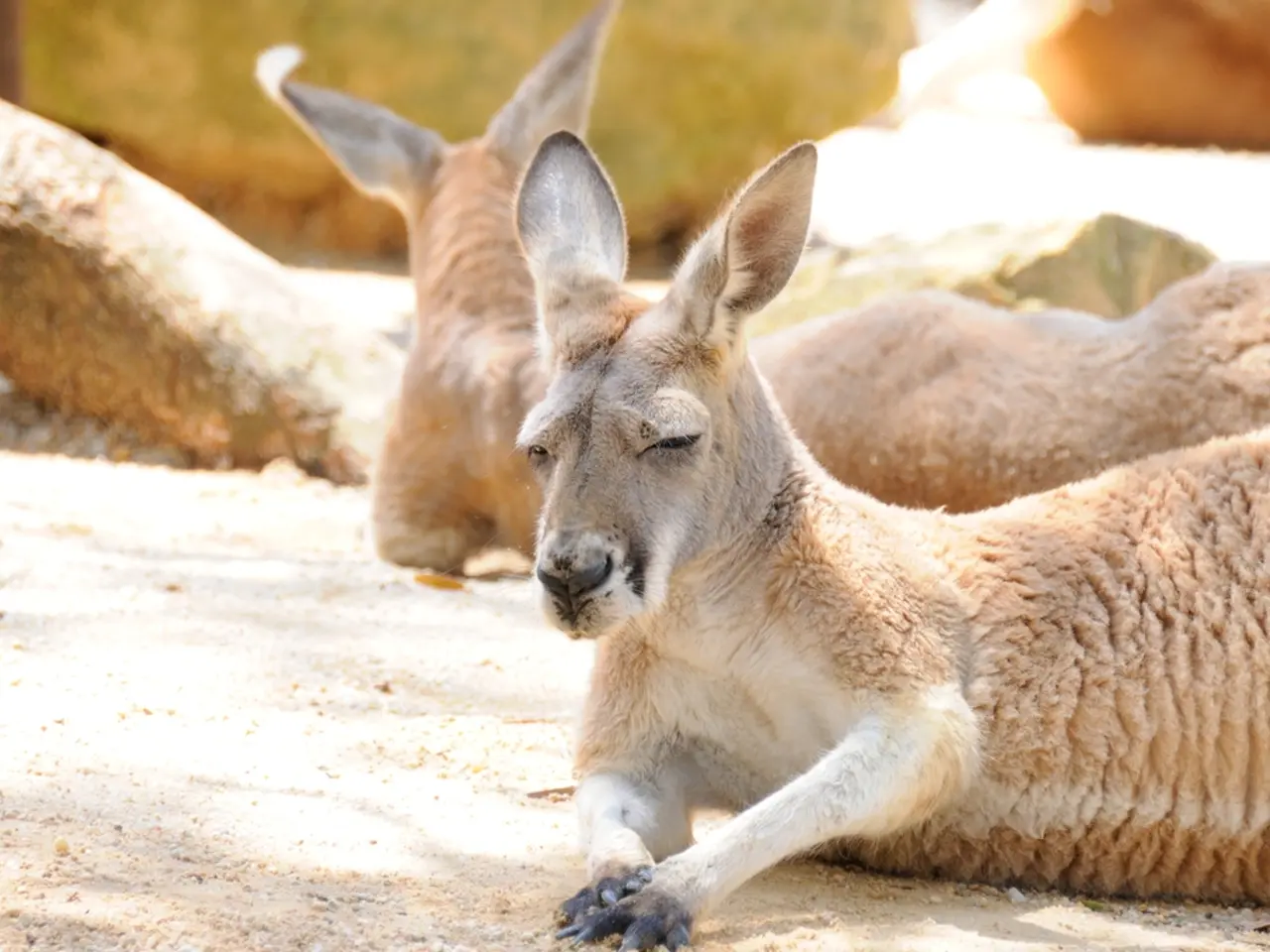 Understanding Ticks: A Comprehensive Guide