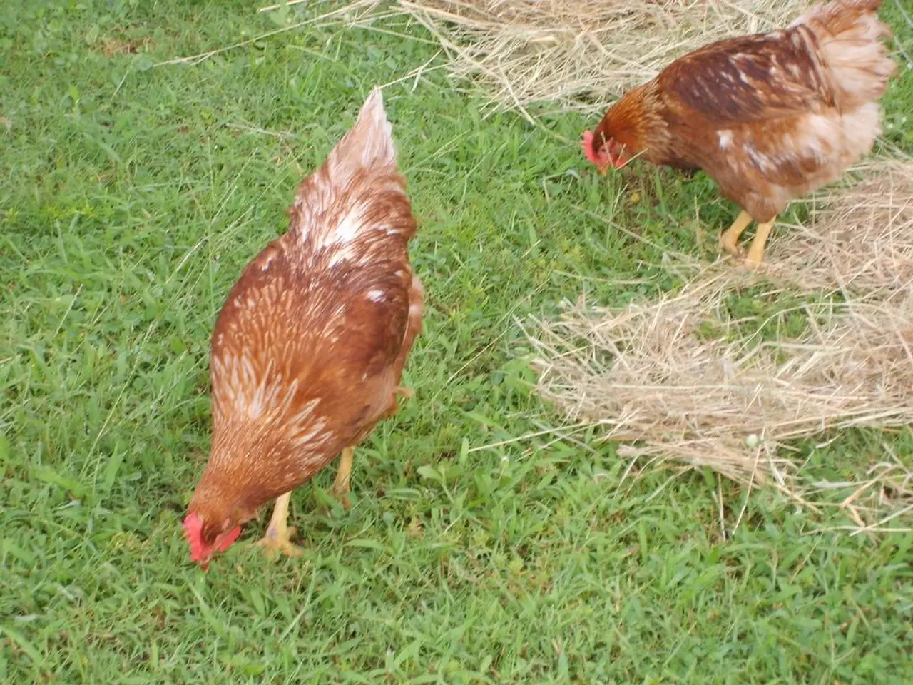 Henna for Hair: Unveiling its Potential Drawbacks