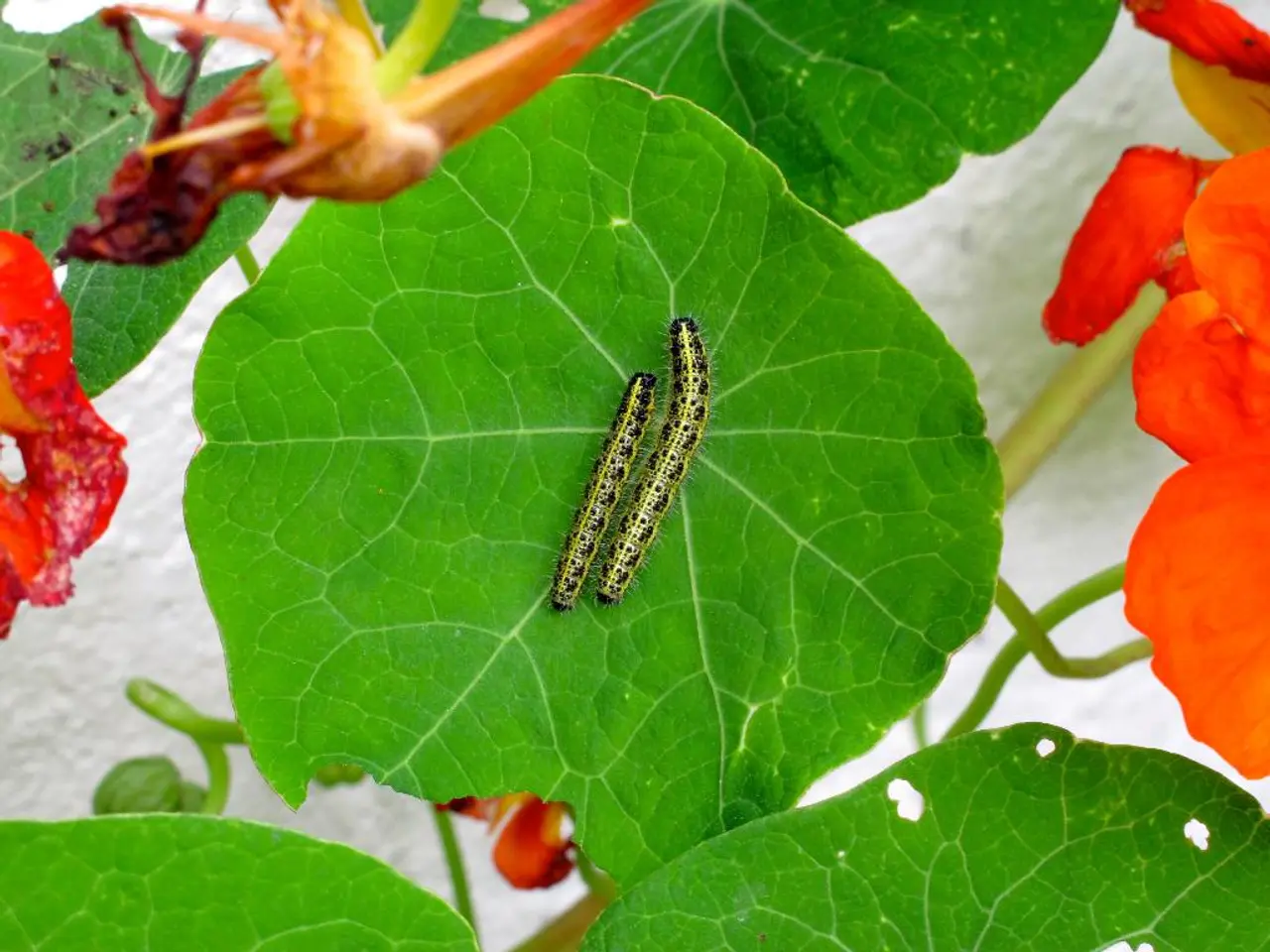 Worms adapt their food collection strategy by modifying their reaction to social signals