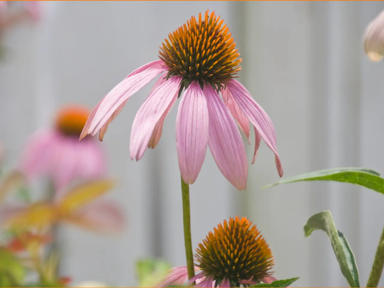These are the beautiful flowers in pink color.