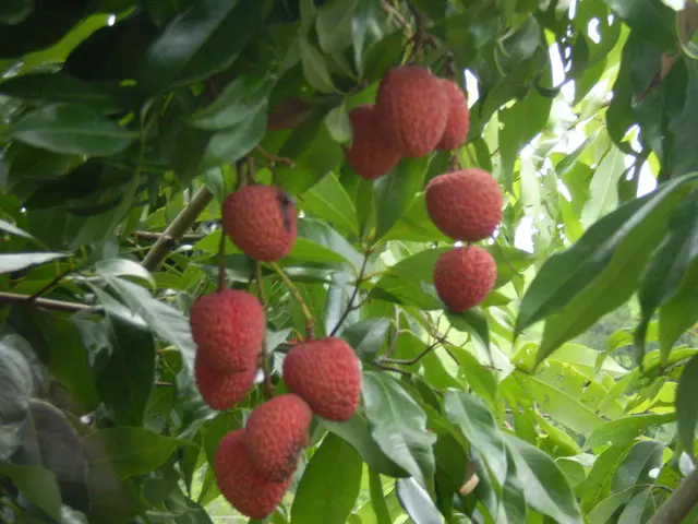 Locals received guidance on the most beneficial berries and fruits to harvest in June, according to...