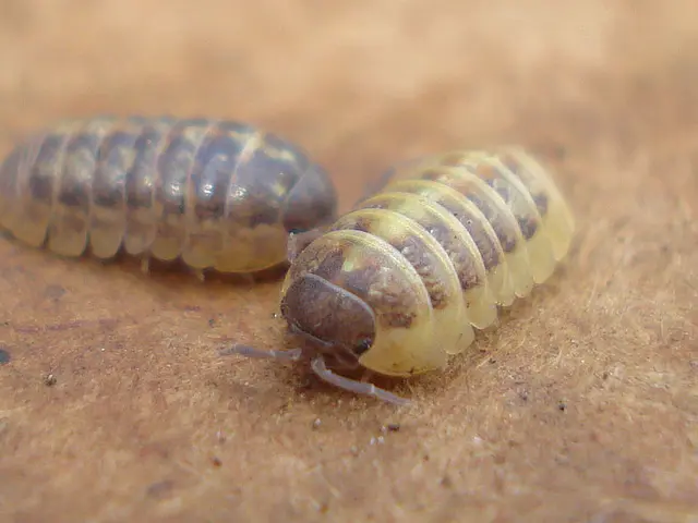 Sochi Tests Pheromone Traps for Control of Wildlife Population