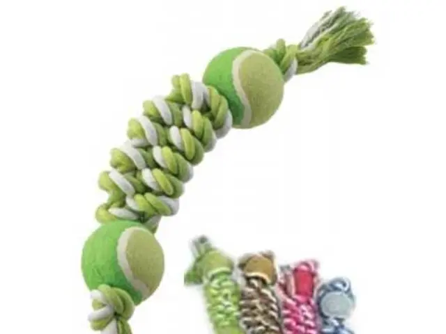 Physical Therapy through Foam Rolling: Pursuit of Improved Recovery and General Well-being