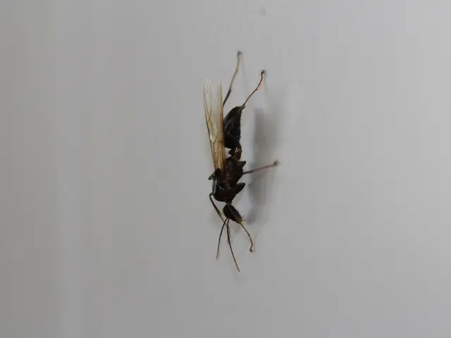 Swarming Menace: Massive Stinging Insects Rapidly Increase in Population