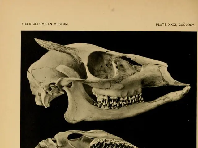 Adult Neuron Generation Verified: It Turns Out, Adult Brains Indeed Produce New Hippocampal Neurons