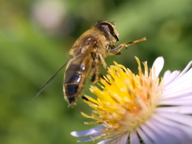 Experiencing Your First Month of Using Manuka Honey: Anticipated Outcomes