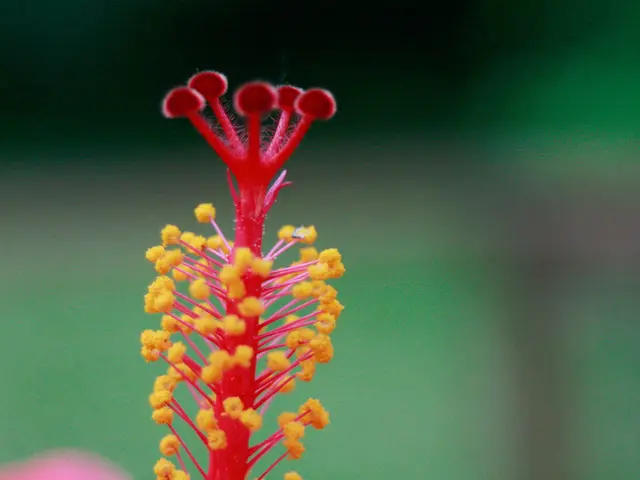 Eye Stye Causes, Signs, and remedies: