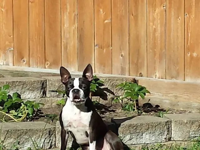 CBD Infused Bacon Treats for Canines Experiencing Separation Anxiety: Potential Advantages Explored