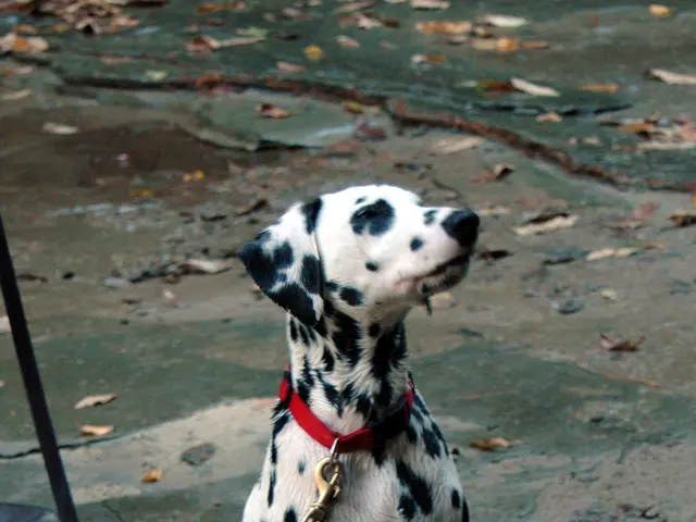 Temperature Thresholds for Canine Walks: Vet's Expert Opinion