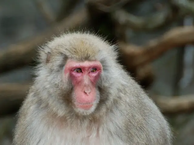 Social Governing Center Alleviates Perplexity, Not Limited to Humans