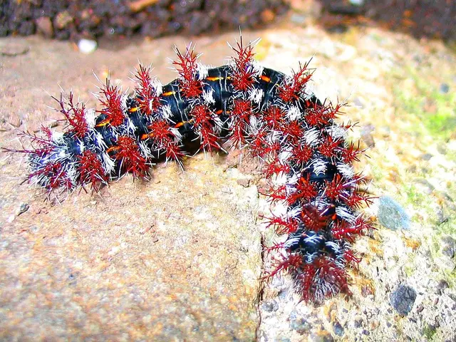 City resident Aalener expresses anger: "Nest removal is necessary"