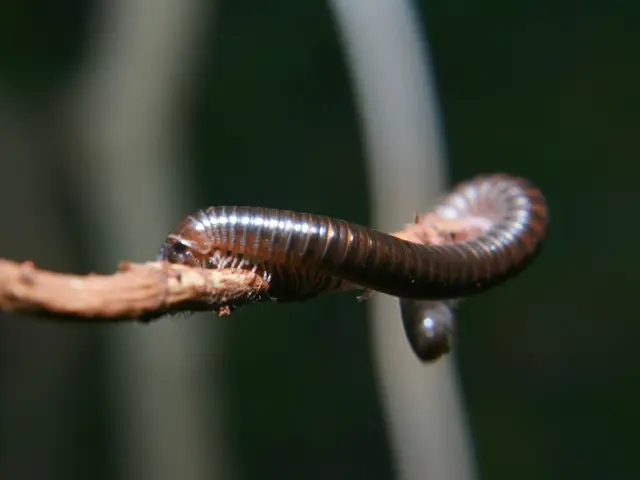 Male roundworms display strong preferences in mate selection, according to recent scientific...