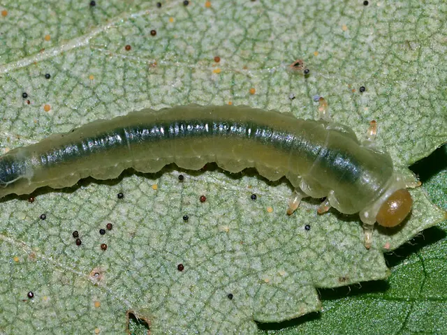 Acanthosis nigricans: Description, origins, and remedies