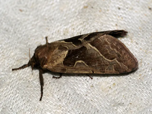 Images showing signs of scalp irritation: Origin and additional insights