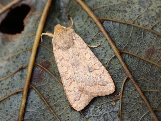 Nettle Rash: Recognizing Symptoms and Identifying Cures