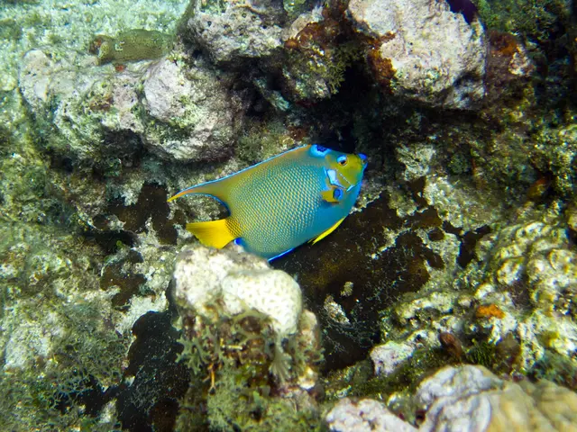 NASA Discovers Stunning Triad of Ancient Coral Reefs Glittering in Australian Seas
