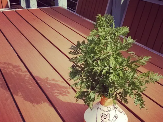 Houseplants Offering Extraordinary Health Benefits: Unveiling the 8 Remarkable Advantages of Indoor...