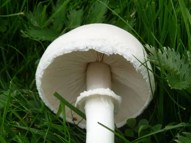 Approved establishments of 16 cannabis clubs in Saxony