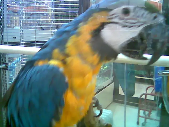 Big, Long-Lived Parrot Species: Kākāpō, Potential Lifespan Up to Century Mark