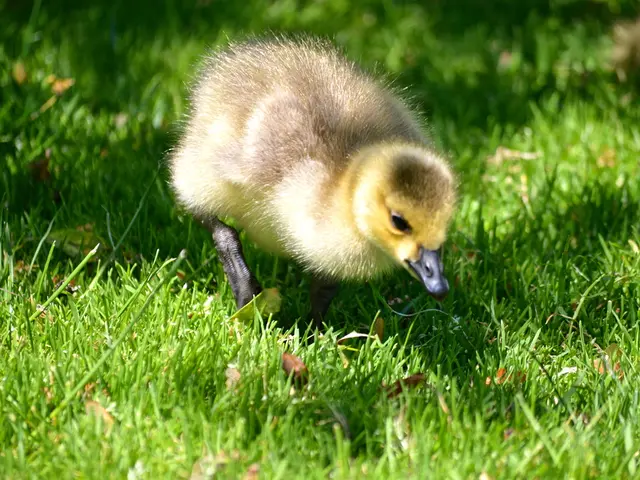 Essential Health Guidelines for Safer Duck Farming: A Crucial List for Poultry Farmers to Consult