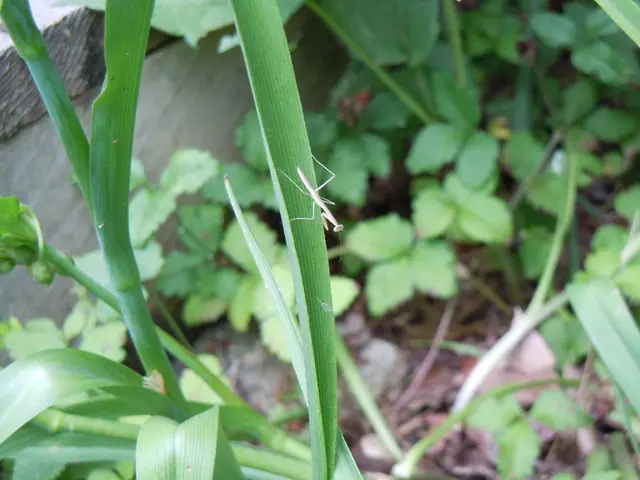Do Emotions Exist in the Plant Kingdom?