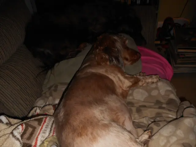 Hot Seasonal Canine Aggression in California: Uncovering the Reasons Behind Inland Empire's Summer...