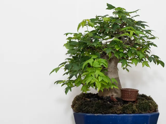 Researched Development of Bonsai Trees Adapted to Climate Change for Future Cultivation