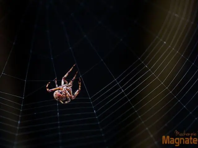 Difference Between Varicose Veins and Spider Veins Explained