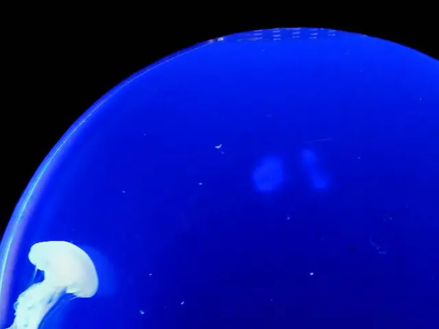 Ancient cache of fossilized animals, dating back approximately 500 million years, discovered in the...