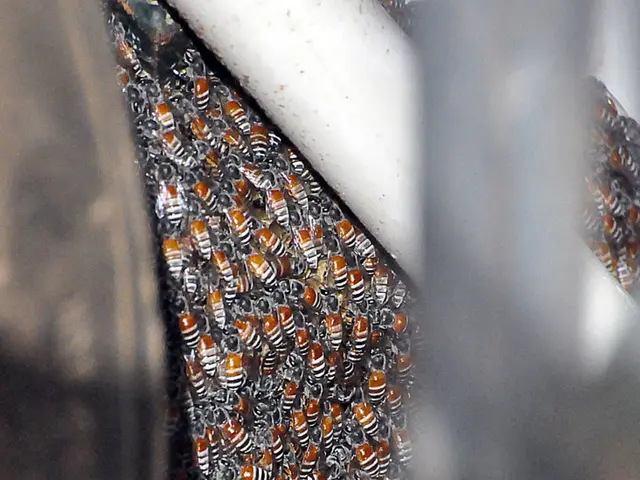 Uncertainty surrounding the type of honey we consume?