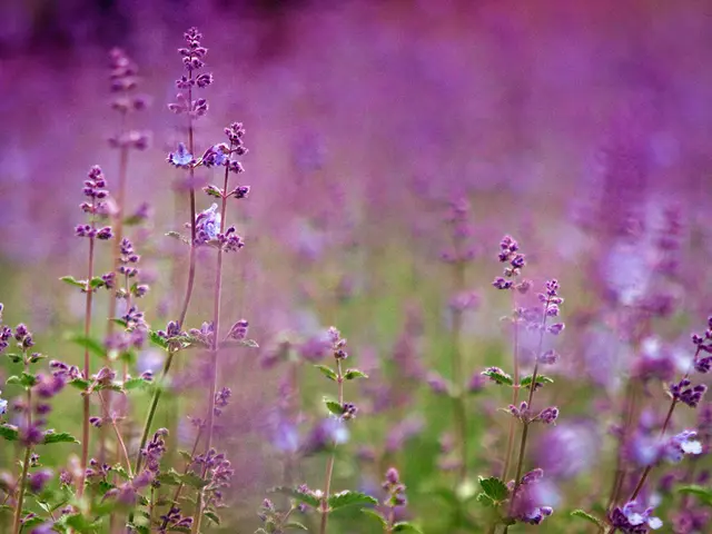 Anxiety relief through lavender oil: Explore top 3 options