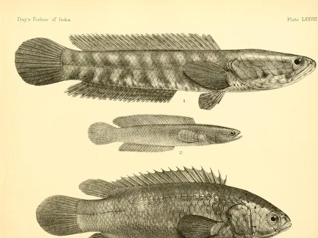 Benefits and risks associated with using fish oil for managing cholesterol levels?