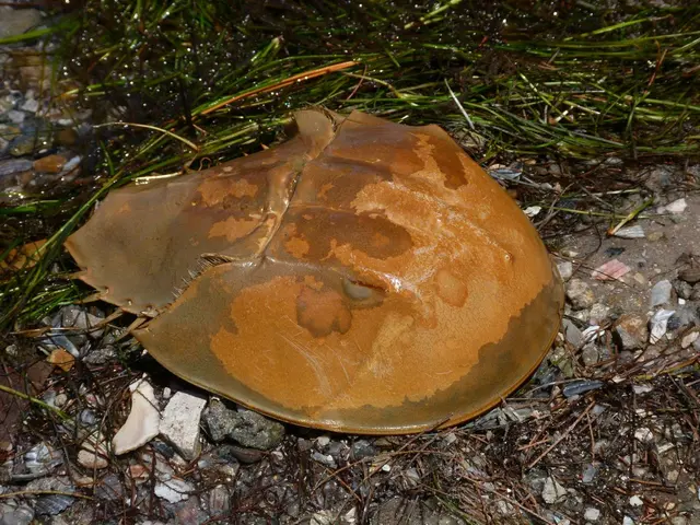Soil's Hued Array: The Rainbow Variety That Nurtures Flora