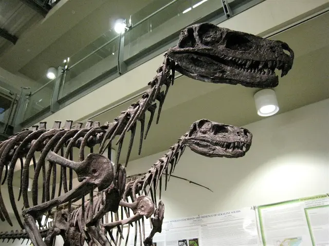Giant reptiles related to T-rex potentially performed a 'moonwalk' during courtship, as indicated...