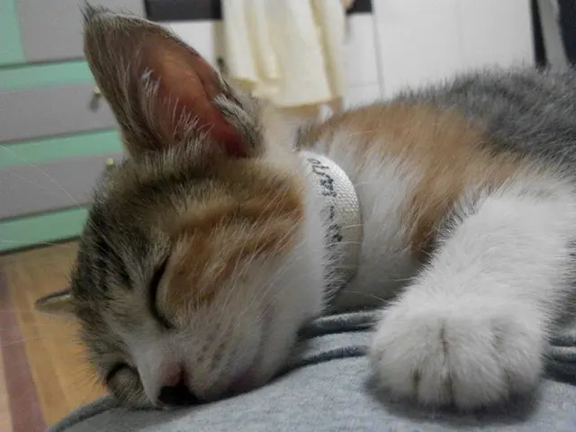 Interpretation of dreams and their correlation with your hidden anxieties