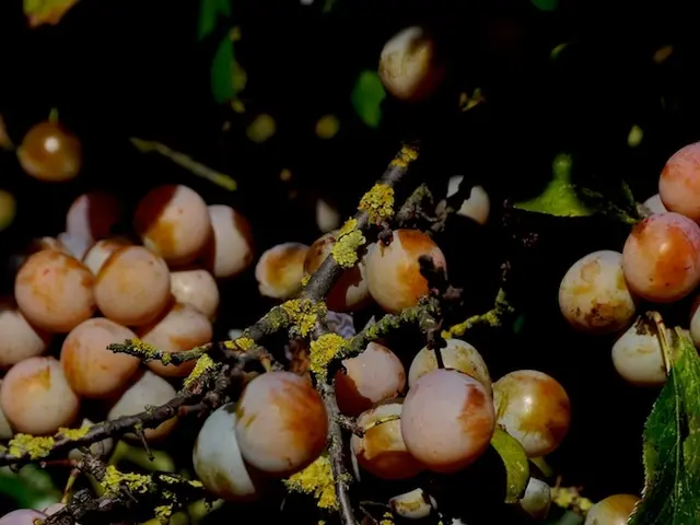 Exploring Nutritional Excellence: The Rising Fame of Microgreens as Exceptional Nutrient Packs