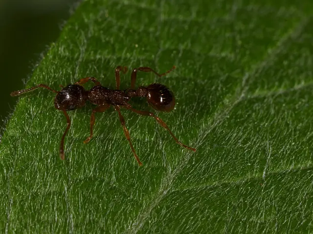 Soil-Dwellers in Plants: Identifying Unknown Creatures