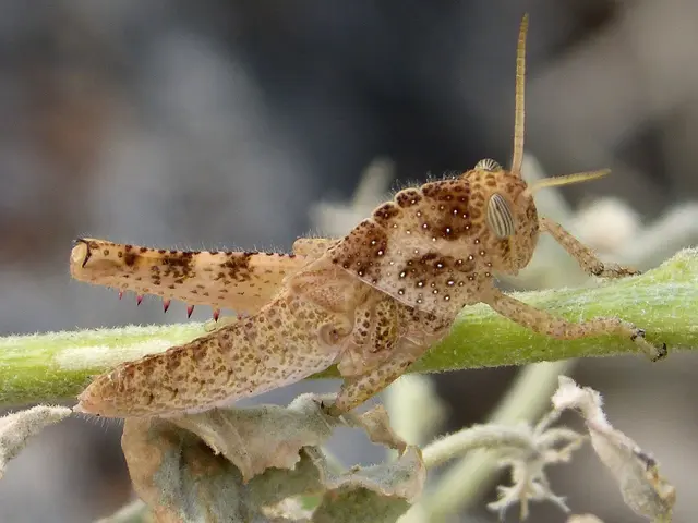 Fungal Infestation Affecting Blooming Plants in Indoor Nurseries