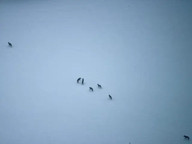 Geneticists Modify Wolves to Produce White-Furred Specimens with Intimidating Dire Wolf-like Jaws