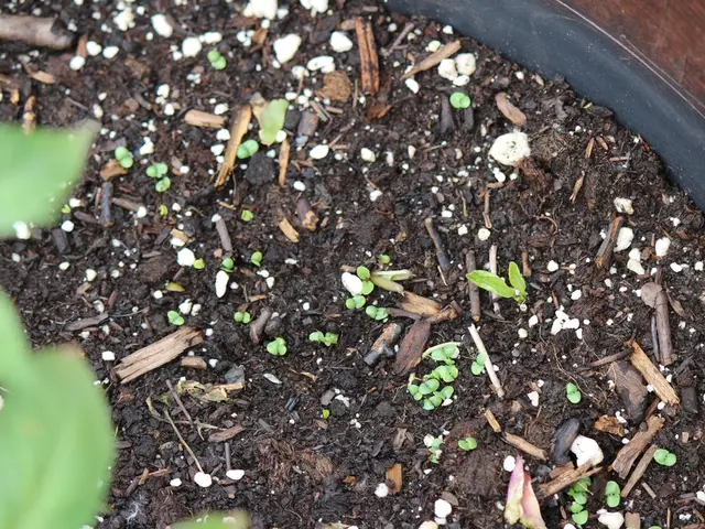 Microorganism interactions, soil humus formation, and soil health interconnections - In-depth...