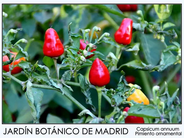 Peppercorns Offer Health Benefits